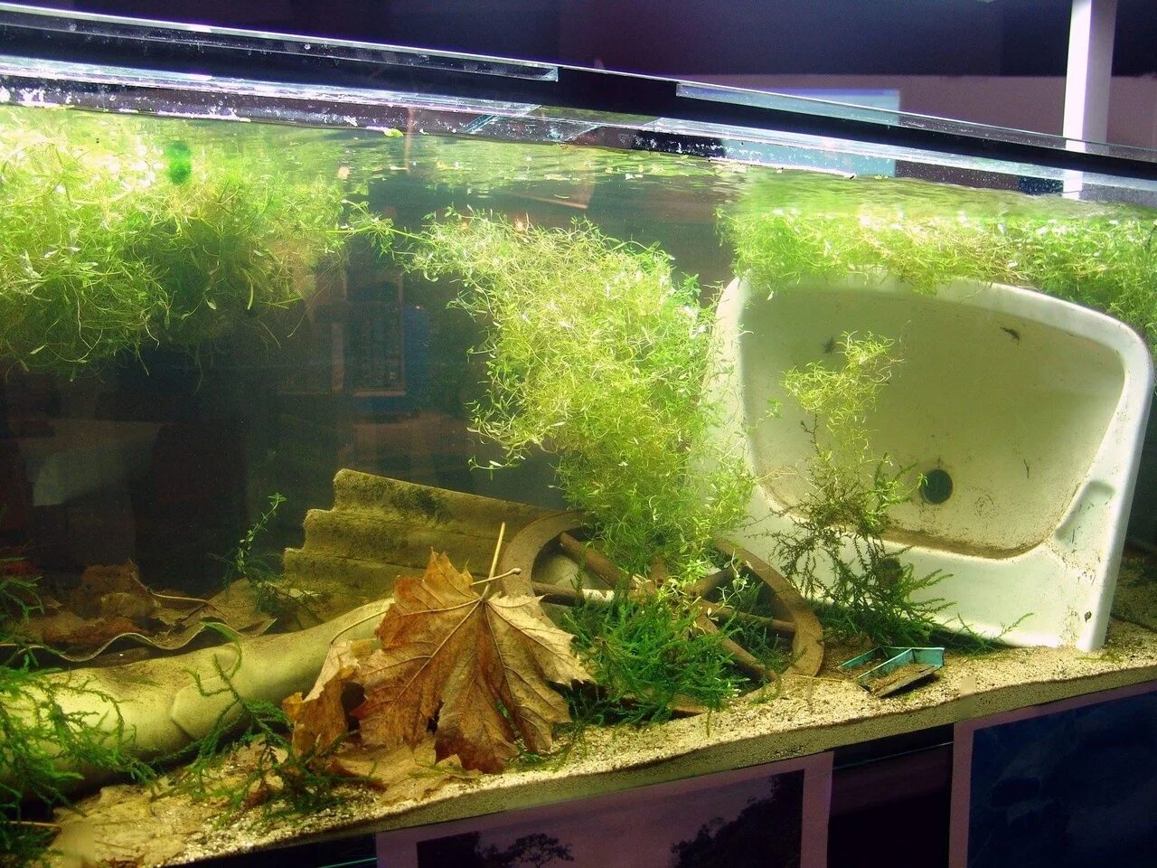 Ковроворастущие растения в аквариуме. Красивый аквариум с рыбками и растениями. Валлиснерия спиральная корень. Посадка аквариумных растений. Аквариум с растениями сверху.