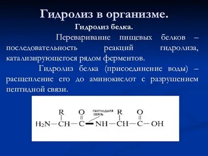 Гидролиз белков
