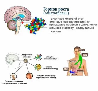 Гормон отвечающий за мышцы