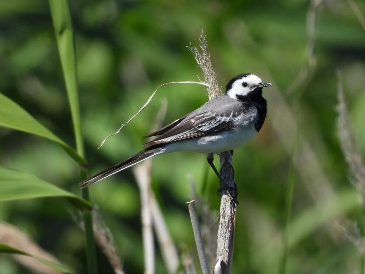 Белая трясогузка Motacilla Alba. Трясогузка пестрая. Капская трясогузка. Красногрудая трясогузка