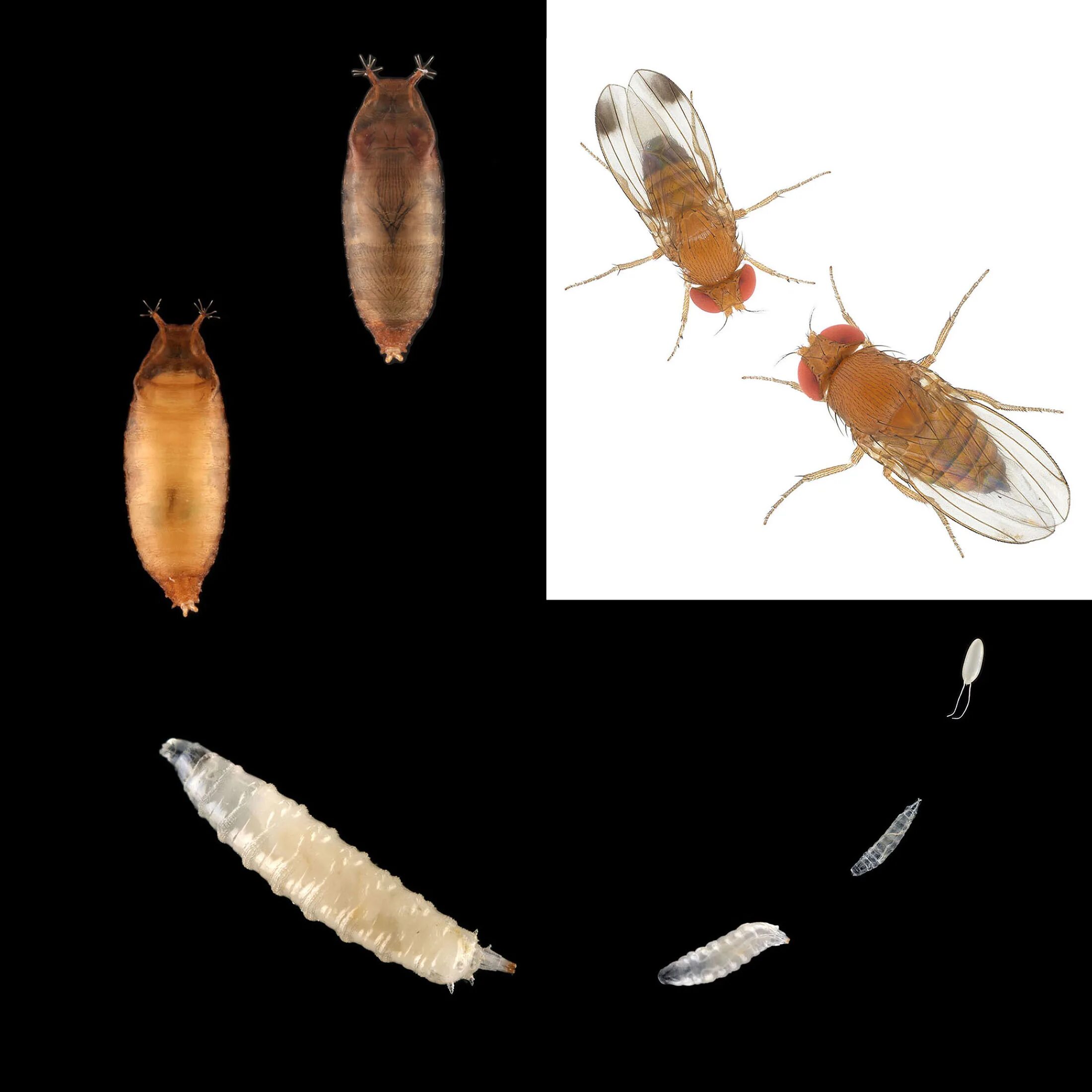 личинки средиземноморской плодовой мухи. личинки плодовых мух. личинка мушки дрозофилы. личинка мушки дрозофилы. личинки фруктовых мошек.