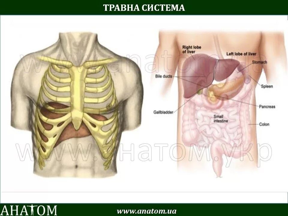 Печень ребром. Топография печени скелетотопия. Голотопия печени анатомия. Скелетотопия желчного пузыря. Голотопия желчного пузыря.