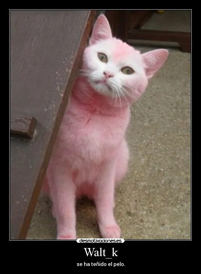 Кошка розовая глаза. Розовый кот. Розовый котенок. Розовая кошка. Маленькая розовая кошка.