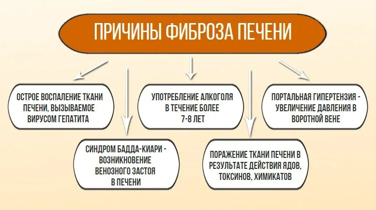 Лекарства при фиброзе печени. Питание при фиброзе печени. Таблетки от фиброза печени. Фиброз печени 2 степени лечение