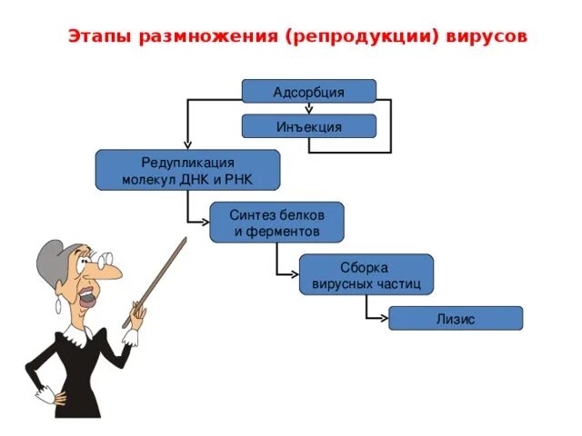 Стадии размножения днк содержащих вирусов. Этапы репродукции вирусов. этапов размножения днк-содержащего вируса,. стадии размножения днк.