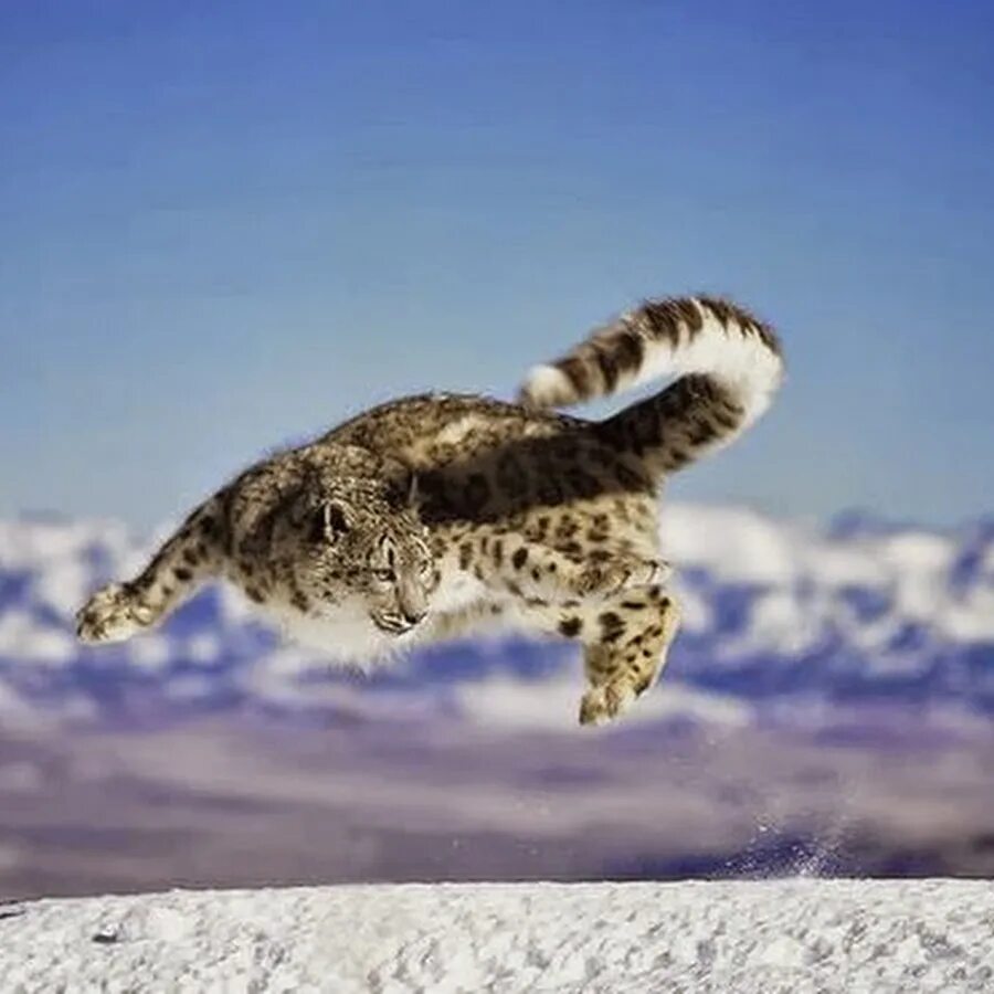 На какую длину способен прыгнуть снежный барс. Ирбис охотится. Ирбис в прыжке. Снежный Барс в прыжке. Барс в прыжке.