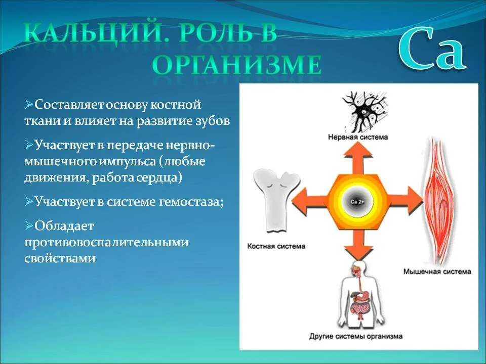 Кальций в организме человека. Роль кальция. Функции ионов кальция в организме человека. Действие кальция на организм человека.