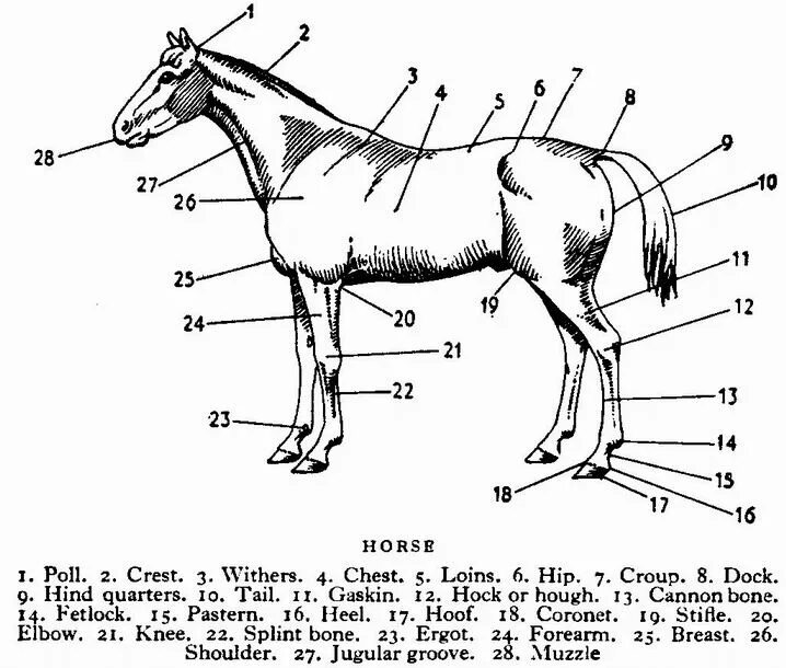 Blocking the horse. Ступенька для посадки на лошадь. Лесенка для посадки на лошадь. Высота спины лошади. Лесенка для подсадки на лошадь.