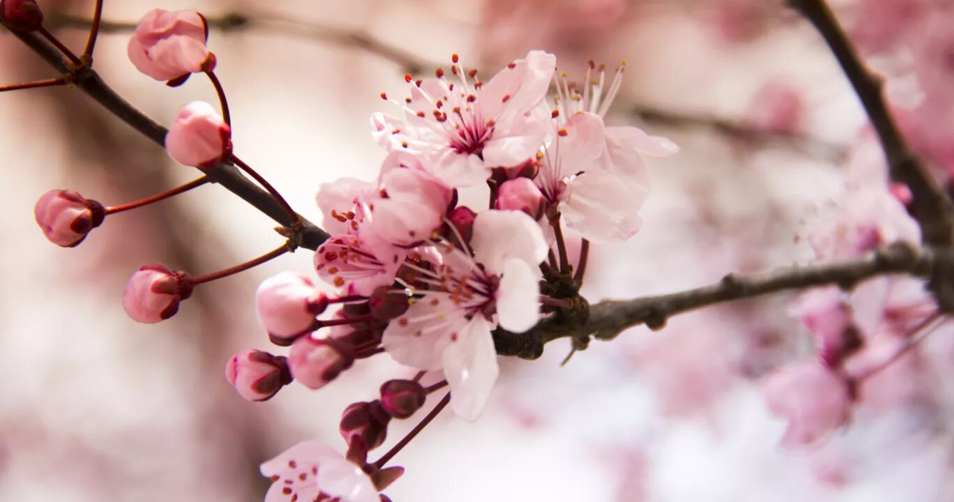 Цветы вишни. Фотообои цветы вишни. Сакура вишня. Фотообои Сакура в розовом.