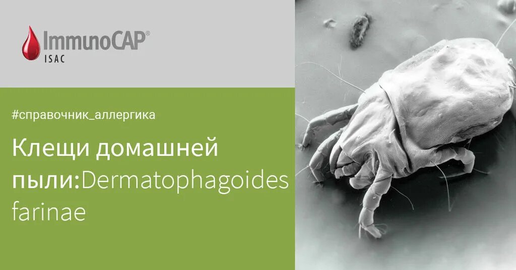 Домашняя пыль immunocap