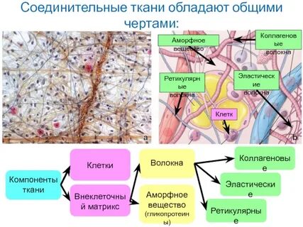 Какие компоненты тканей