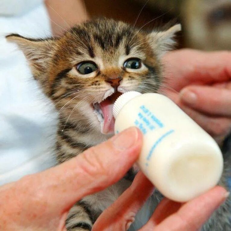 Котенок пьет молоко. Котенок пьет молочко. Молоко для котят. Молочный котенок. Вскармливание котенка