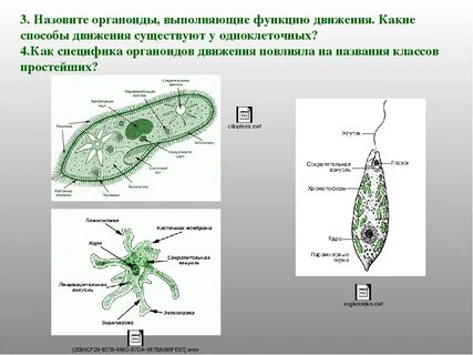 Примеры одноклеточных зеленых