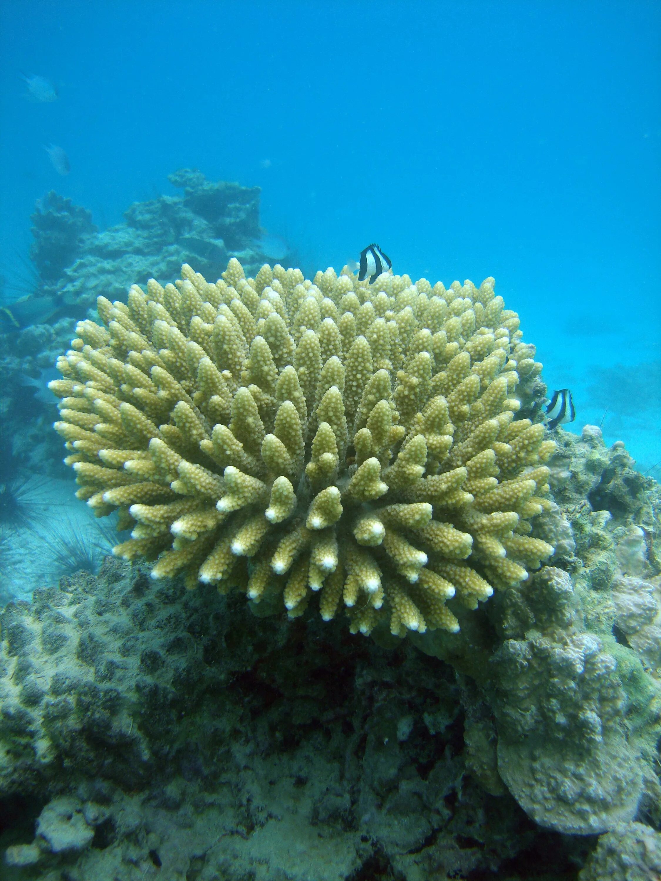 Сообщение растительный мир в океане. Подводные растения. Растения морей и океанов. Растения в море. Морские кораллы.