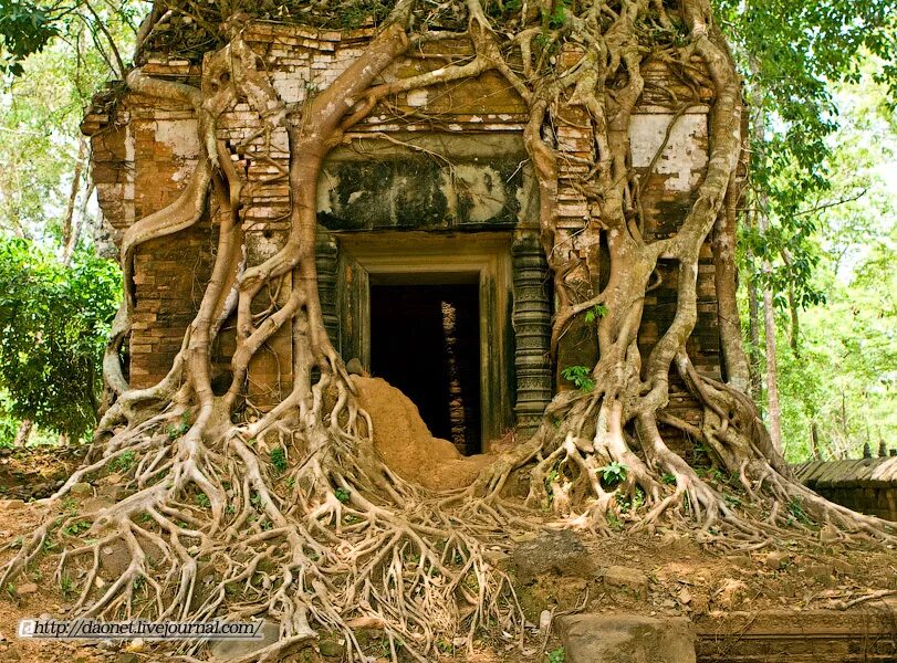 из под дуба из под корня. корка дерева. из под дуба из под корня. каштан корень дерева. корни в почве.