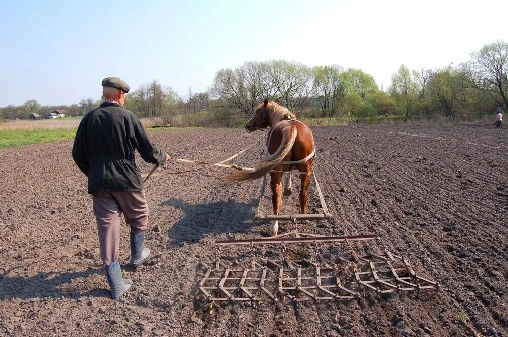 На какой передаче пахать. Лошадь в сельском хозяйстве. Боронование почвы. Борона для вспашки земли. Плуг с бороной.