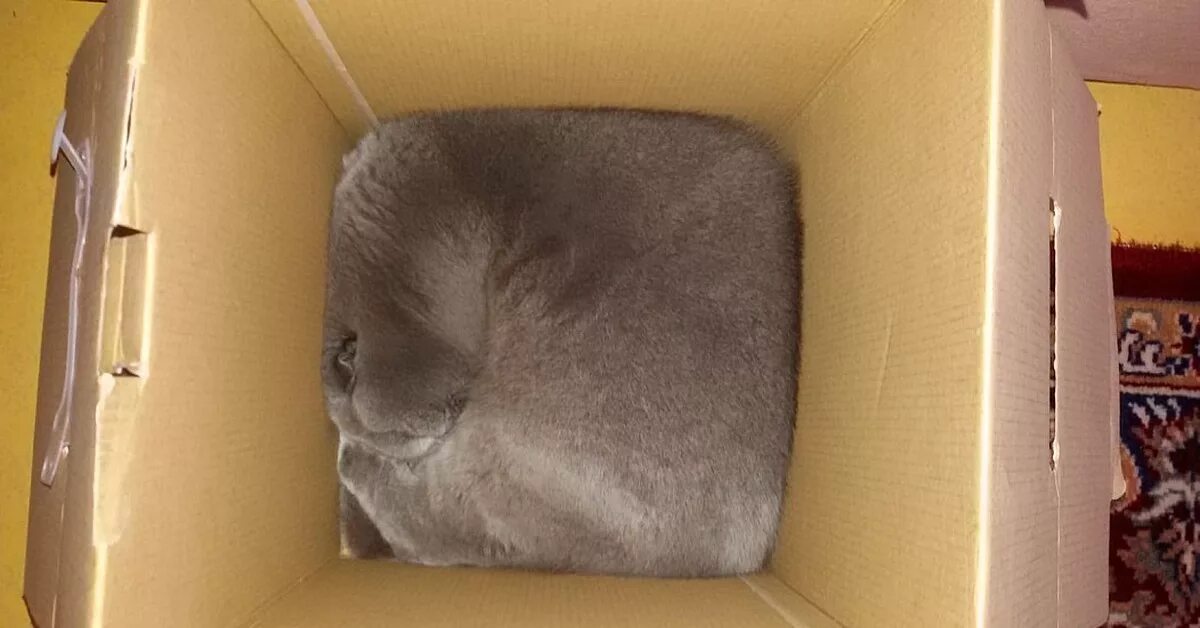 Кот квадратный какая. Кот в коробке. Квадратный котик. Коробка для кота. Кубический кот в вакууме.