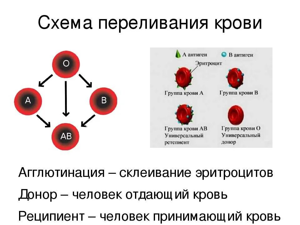 Резус фактор при переливании крови. Группы крови схема переливания крови резус-фактор. Схема переливания групп крови. Схема переливания крови по группам и резус фактору. Схема переливания крови 8 класс биология.