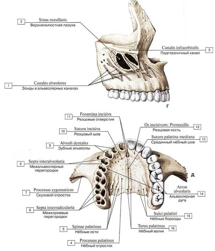 Клыковая ямка. Верхняя челюсть кость. Верхняя челюсть кость анатомия. Верхняя челюстная кость анатомия. Строение верхней челюсти снизу.