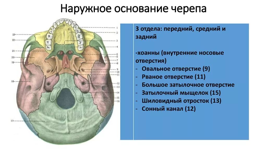 Области основания черепа. Наружное и внутренне основание черепа. Черепные ямки наружного основания черепа. Внутренне основание черепа отделы. Наружная поверхность основания черепа отделы.