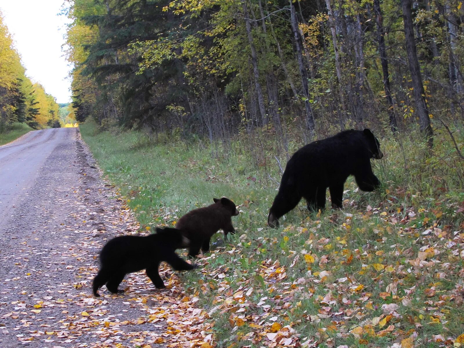 Слушать без остановки медведицы. Медведица с медвежатами в лесу. Медвежонок на дороге. Медведица с медвежатами на дороге. Медведи перихо дят дорогу.