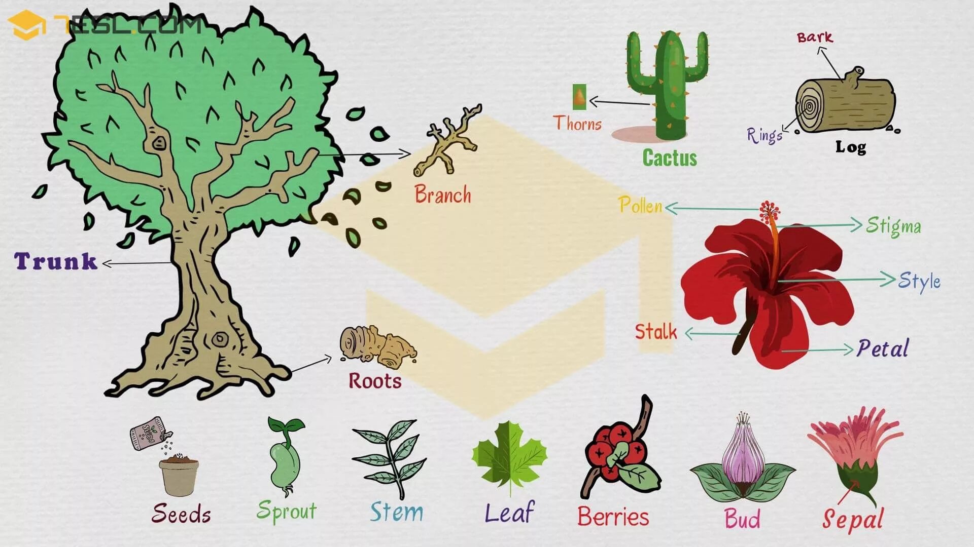 Plant england. Деревья на английском. Растения на английском. Названия деревьев на английском. Названия растений на англ.