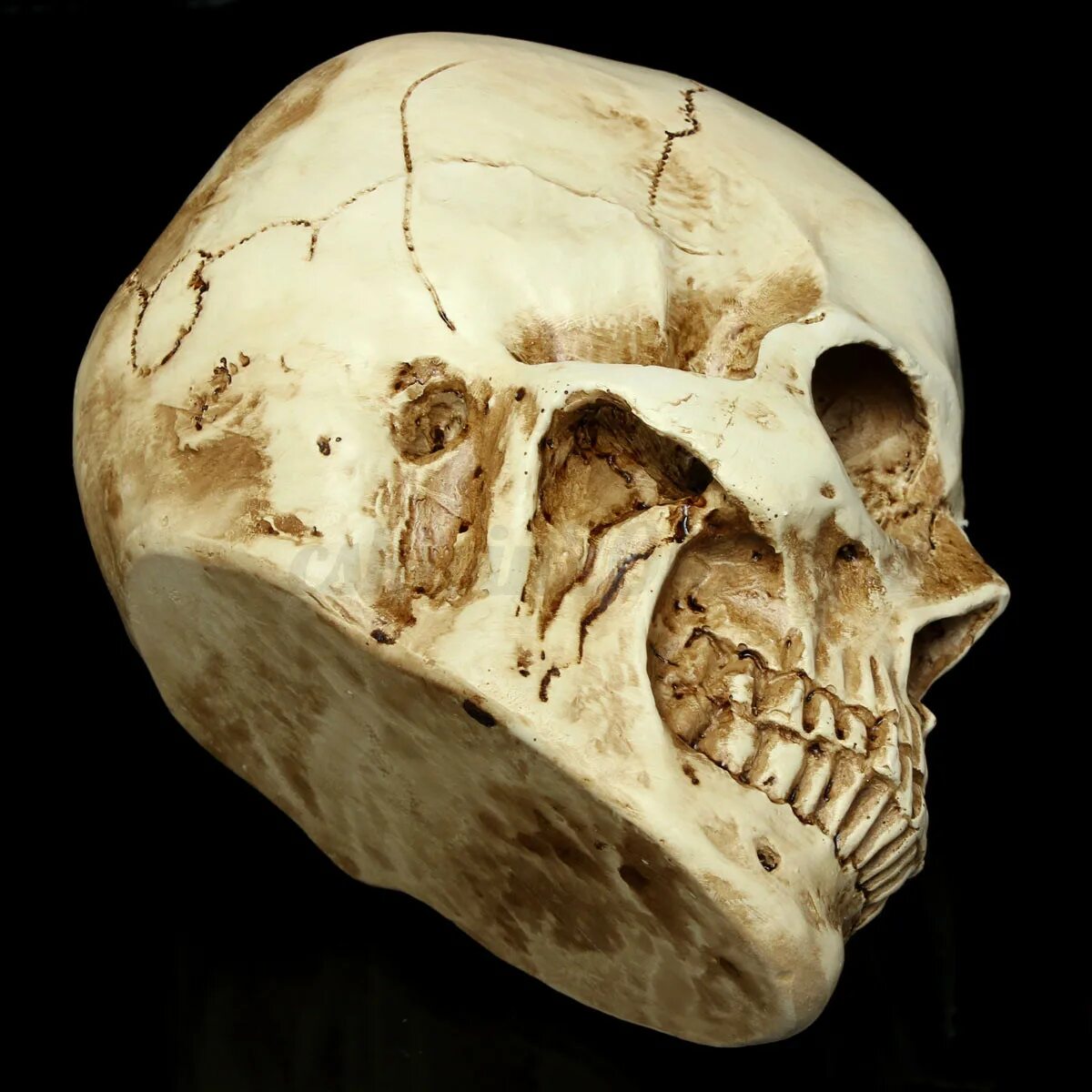 Череп человека. Квадратный череп у человека. Череп анатомия человека настоящий.