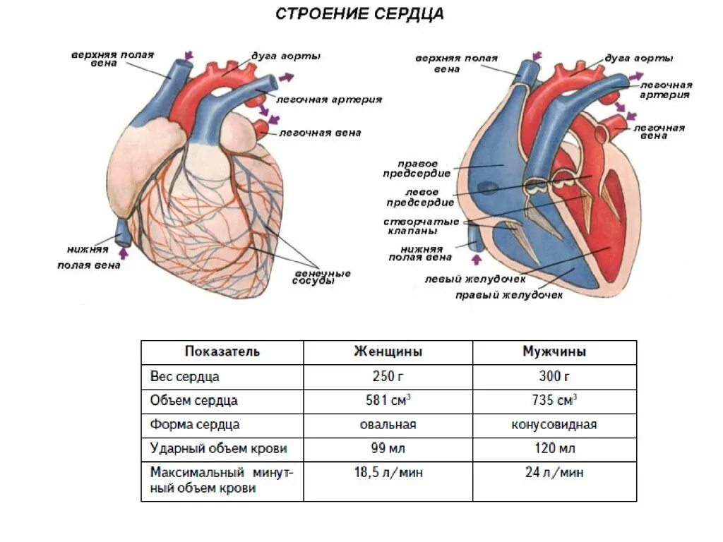 Внешнее и внутренне строение сердца. Внешнее строение сердца схема. Внутреннее строение сердца анатомия. Схема внутреннего строения сердца.