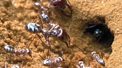 Ant t
