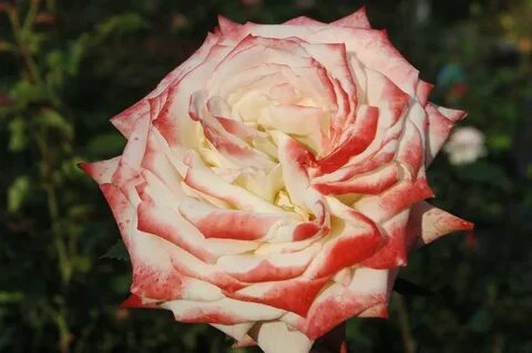 Rose emperor