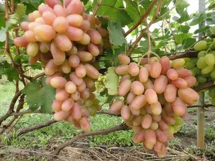 Самые полезные сорта винограда