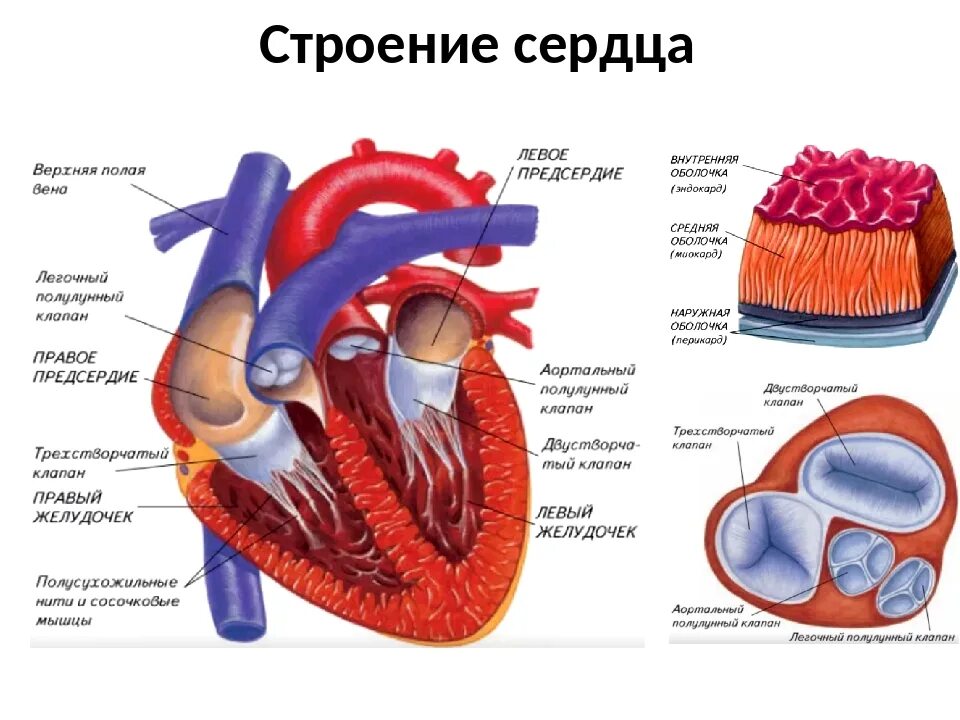 Сердечная строение и функции. Сердце сердечно сосудистая система анатомия. Строение сердца и сосудов человека. Кровеносная система человека строение сердца. Структура сердца человека схема.