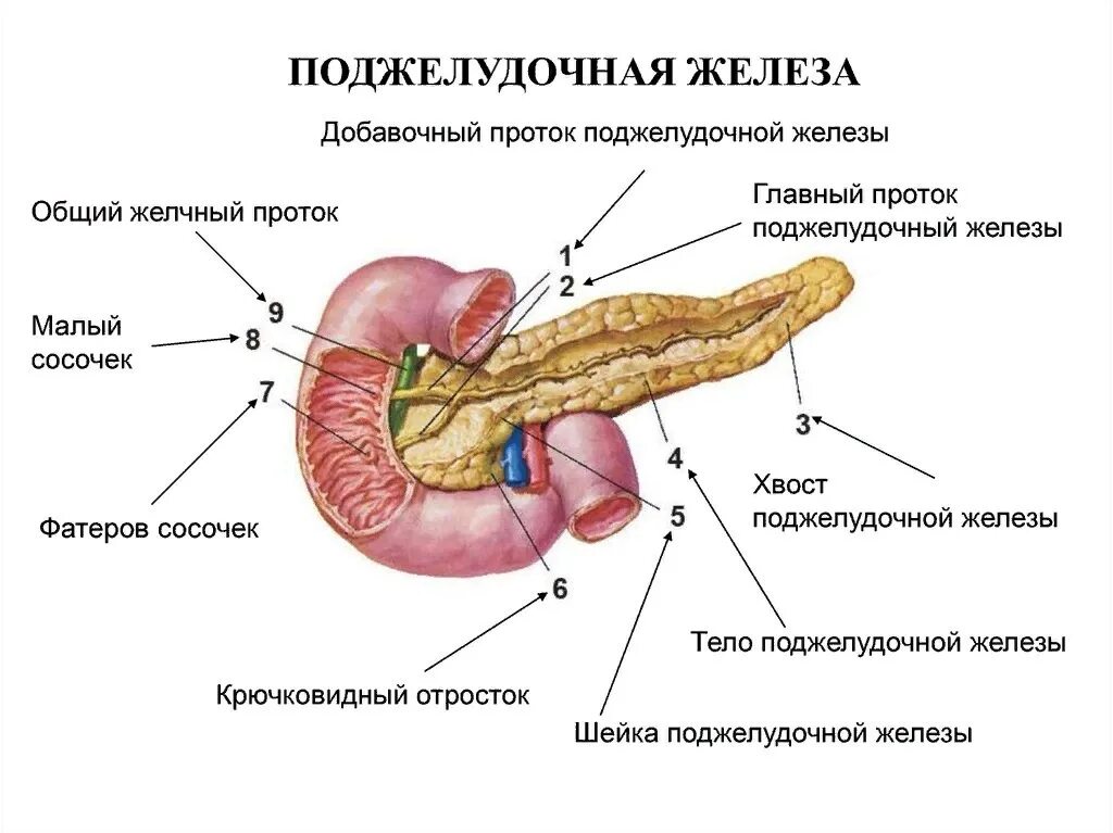 Поджелудочная железа строение и функции. Внутреннее строение поджелудочной железы. Анатомическое строение поджелудочной железы. Внешнее строение поджелудочной железы. Расширен проток поджелудочной