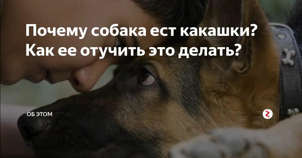 Почему собака ест какашки на улице. Собака ест экскременты. почему собаки едят какашки. поедание фекалий собаками.