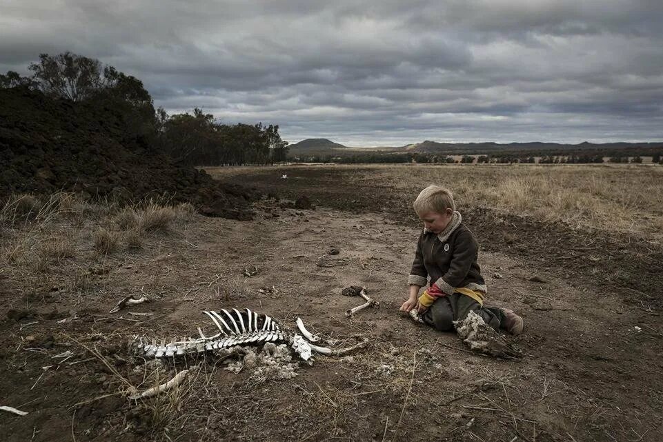 Засуха животные. Засуха в Австралии. Ужасен мир, фотографии и картинки. Массовое вымирание фото.