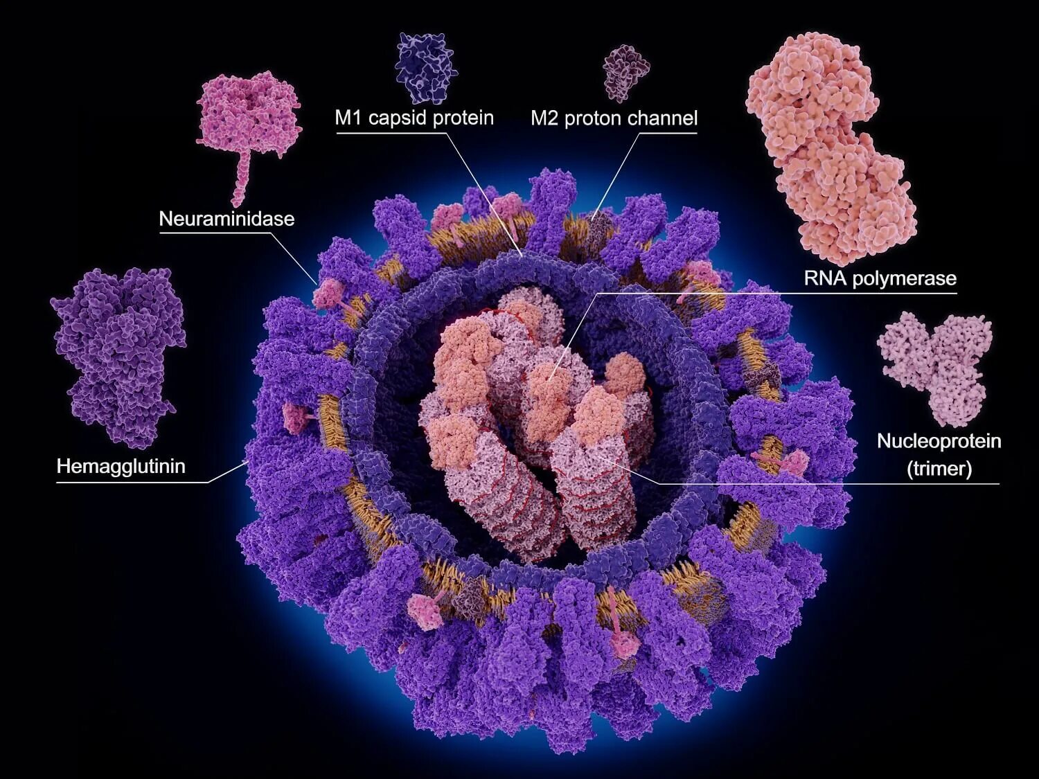 Белок вируса гриппа. Белок м1 вируса гриппа. Вирусные белки. Нейраминидаза вируса гриппа. Вирусный белок м2.