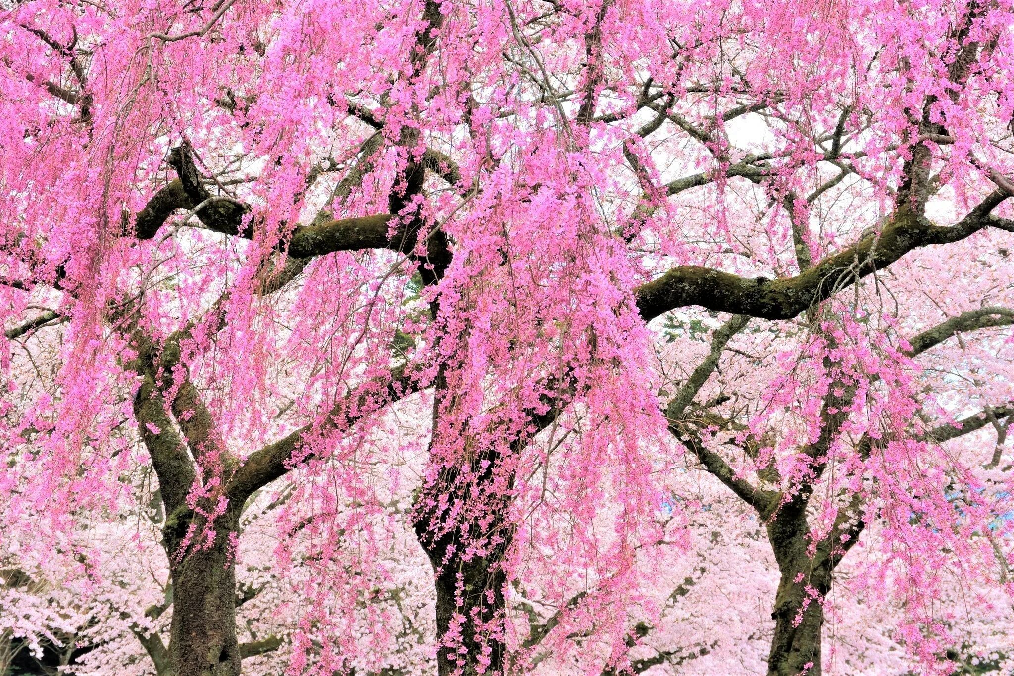 Черри блоссом дерево плакучее. Розовое дерево. Дерево с розовыми цветами. Цвет розовое дерево. Розовое дерево без листьев