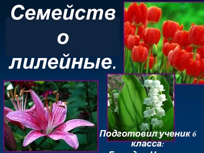 Семейство Лилейные представители. Лилейные биология. Цветы семейства лилейных. Цветочно-декоративные Лилейные.