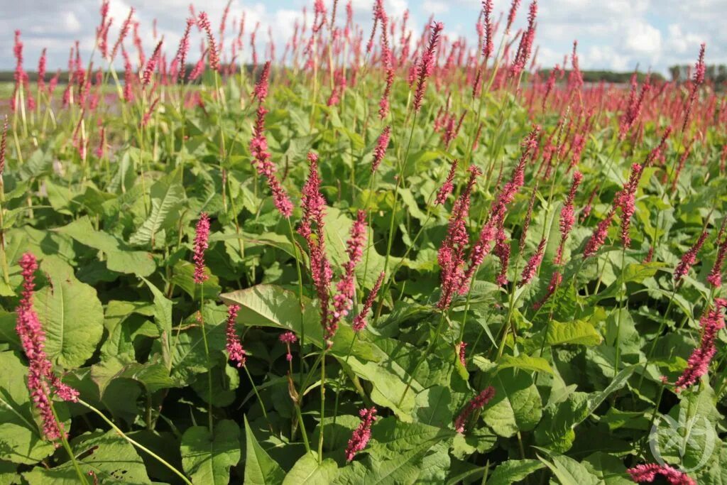 Горец фс. Горец стеблеобъемлющий (persicaria amplexicaulis). горец стеблеобъемлющий альба. горец свечевидный speciosa. горец стеблеобъемлющий speciosa.