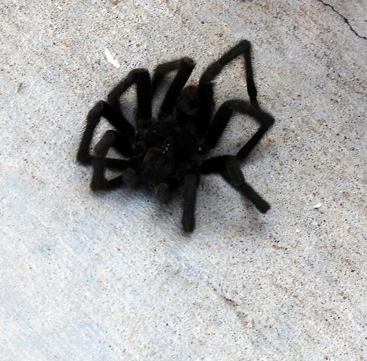 Lampropelma nigerrimum zoo-ekzo.com- Экзотические животные
