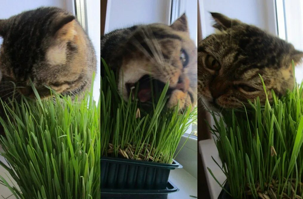 Зачем кошкам трава. Трава для кошек пророщенная. Травка для животных пророщенная. Травка для кошек пророщенная. Трава для кошек в горшке.