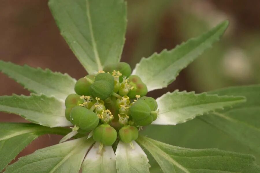 Сорняк молочай. Молочай сорняк. Молочай дикий полевой. Молочай дикий. Euphorbia davidii.