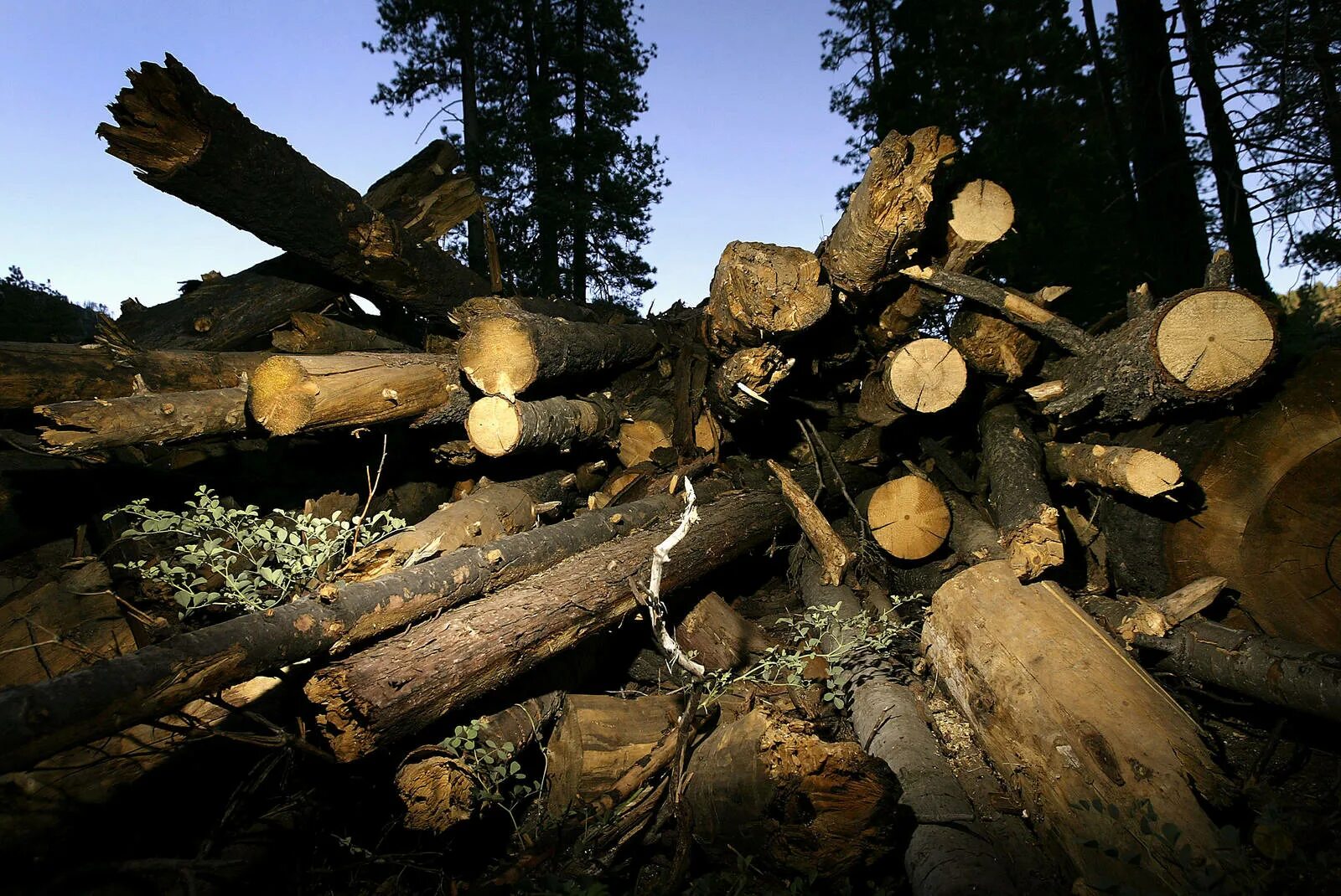 Sequoia Cut down. Logging. Commercial logging. Lost tree