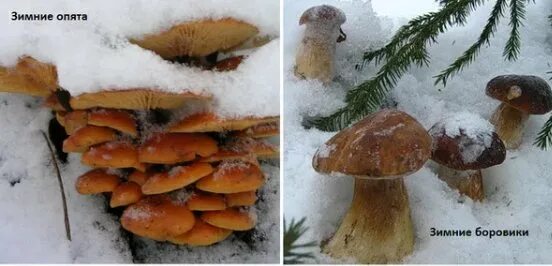 Первый гриб после зимы. Грибы после зимы. Зимние боровики. Опята после заморозков. Первый гриб после снега съедобный.