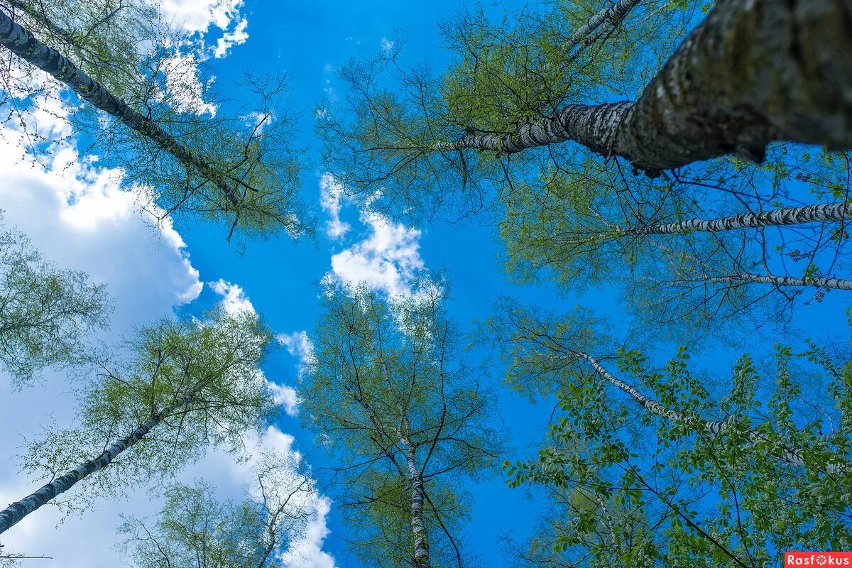 Верхушки деревьев. Макушки берез. Над канадой небо синее меж берез дожди косые. Красивое летнее небо. Природа березки.