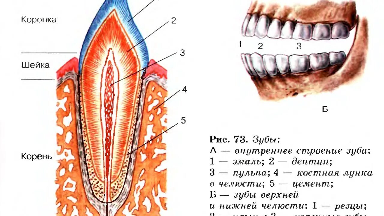 Классы полости рта. Зубы: резцы, клыки, коренные зубы.. Строение зуба биология 8 класс биология. Строение зуба человека челюсть анатомия. Схема анатомического строения зуба.
