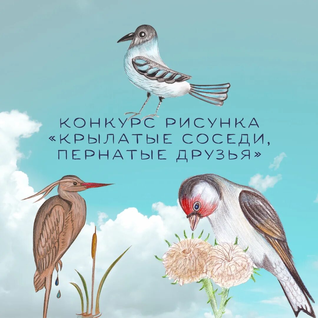 Крылатые соседи. Конкурс рисунков пернатые друзья. Крылатые соседи пернатые друзья. Конкурс рисунков крылатые друзья. Наши пернатые друзья рисунки.