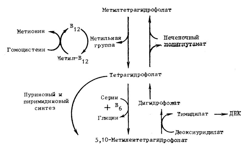 Схема метаболизма витамина в12. Метаболизм гомоцистеина схема. Гомоцистеин схема синтеза. Цикл фолиевой кислоты.