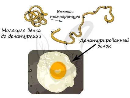 Денатурация белка формула