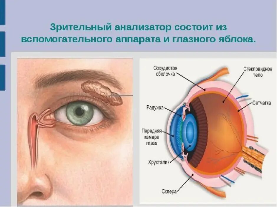 Глаз глазное яблоко вспомогательный аппарат. Глазной анализатор строение биология 8 класс. Зрительный анализатор строение и функции анатомия. Анализаторы зрительный анализатор строение. Строение оптического анализатора.